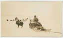Image of Young musk ox tied to Etook-a-shoo's sledge